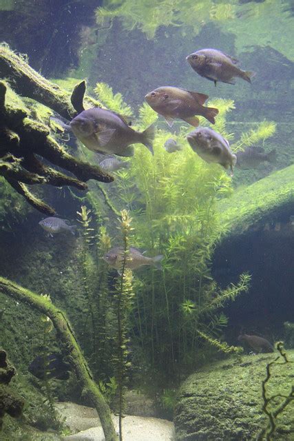 Bluegill at Shedd Aquarium | Flickr - Photo Sharing!