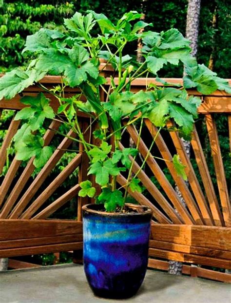 Growing Okra In Pots | How To Grow Okra In Containers | Balcony Garden Web