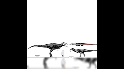 Bistahieversor And Majungasaurus Size Comparison - YouTube