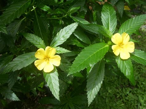 Buy Damiana Leaf Tea: Benefits, How to Make, Side Effects | Herbal Teas ...