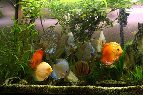 4 Tips to Breeding Healthy Discus Fish - Yup, It's Easier Than You ...