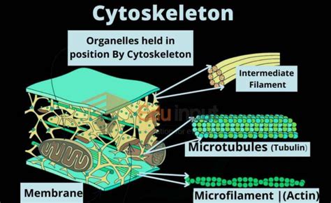 Cytoskeleton | Microtubules, Intermediate filament, and Microfilaments