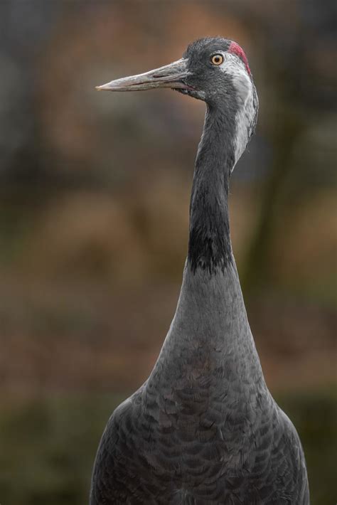 Portrait of Common crane 2441011 Stock Photo at Vecteezy