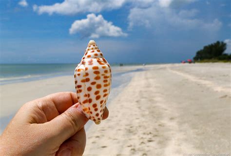 Sanibel Island Shelling: A Local’s Guide to Finding the Best Shells ...