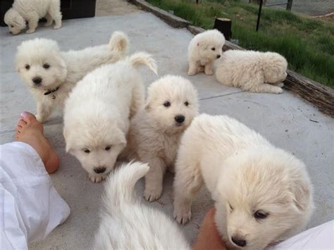 Maremma Sheepdog Puppies For Sale | Los Angeles, CA #143295