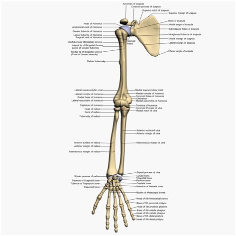 Arm Bones Labeled 3d Model Bones Human Arm Anatomy | Arm bones, Arm ...