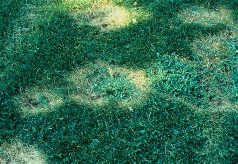 Turf: Necrotic Ring Spot of Poa Species | UMass Center for Agriculture ...