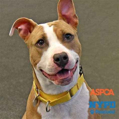 Adoptable Dogs | NYC Adoption Center | ASPCA