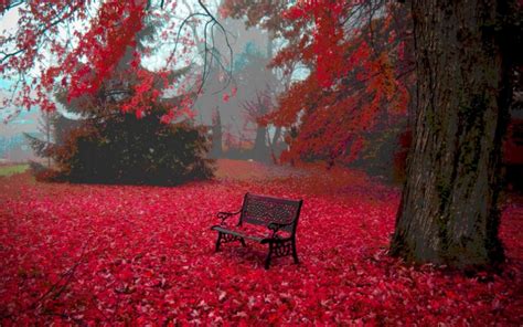 Red Autumn Leaves HD desktop wallpaper : Widescreen : High Definition ...