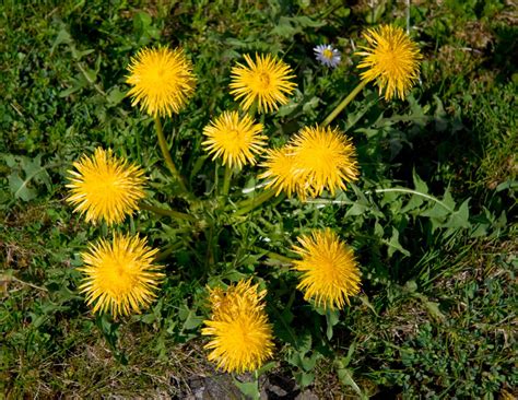 Dandelion Control - Weed Service | Tuff Turf Molebusters Lawn Care