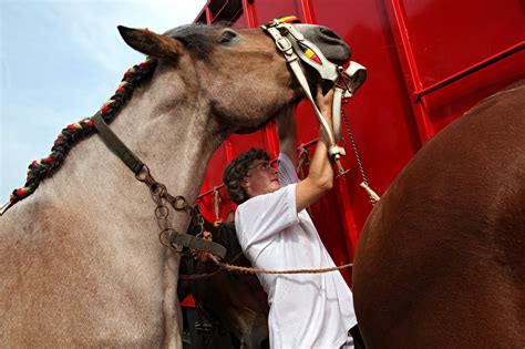 To Preserve Tradition, Flanders Subsidizes Horse Breeding - The New ...