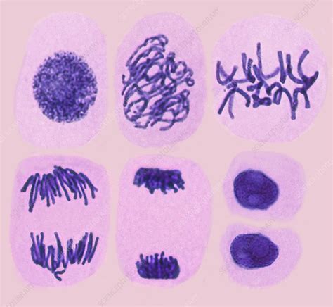 Plant cell mitosis, light micrograph - Stock Image - C022/5100 ...