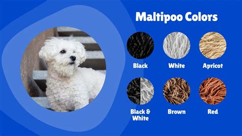 🐾 Maltipoo Colors: Color Options for Maltipoos 🐾 | Doodle Dog Club ...