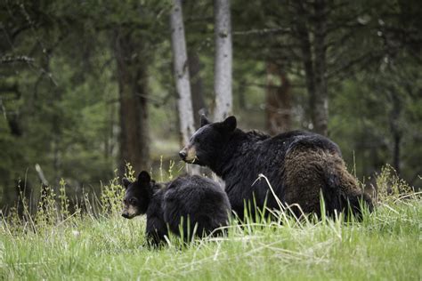 Black bear sow with cub, Tower Fall | Black bear sow with cu… | Flickr