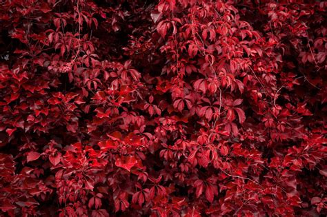 Red Autumn Leaves Royalty-Free Stock Photo