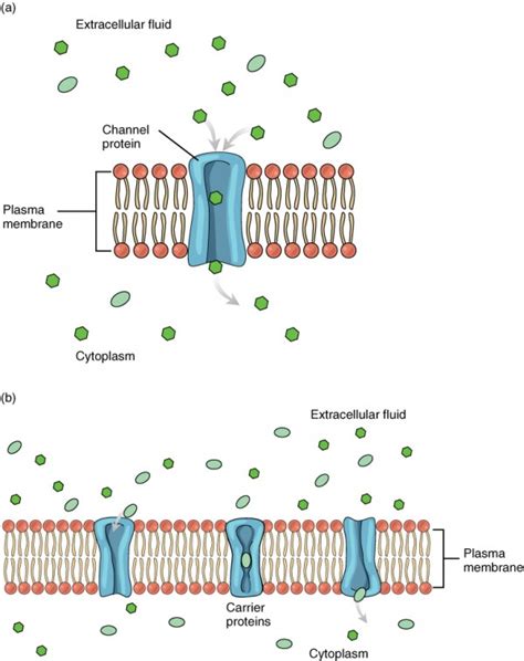 The Cell Membrane | Anatomy and Physiology I