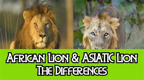 African Lion & Asiatic Lion - The Differences - YouTube