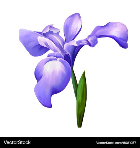 Violet iris flower Royalty Free Vector Image - VectorStock