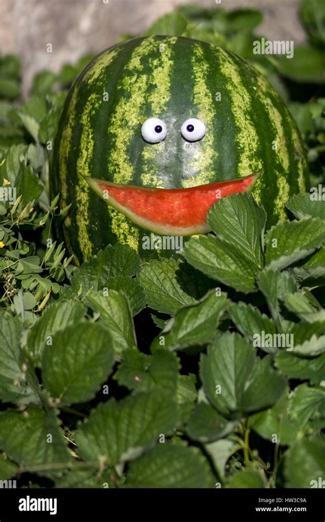 Watermelon on a garden. Cheerful funny watermelon with carved a smile ...