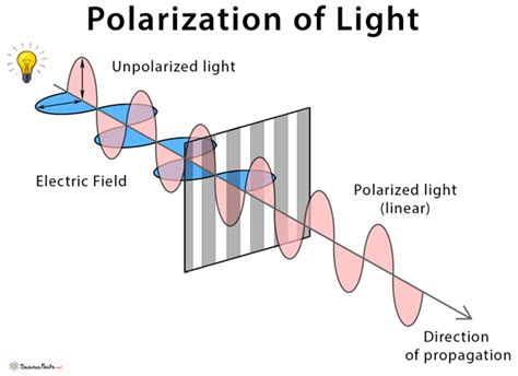 Polarization of Light: Definition, Diagram, and Applications