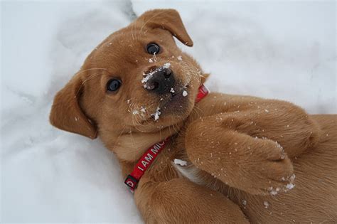 Irresistible Animals Getting First Play In Snow - Women Daily Magazine