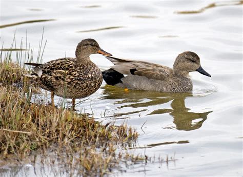 Gadwall Duck