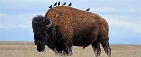 Bison - Wind Cave National Park (U.S. National Park Service)