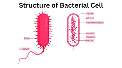 Structure of Bacterial Cell