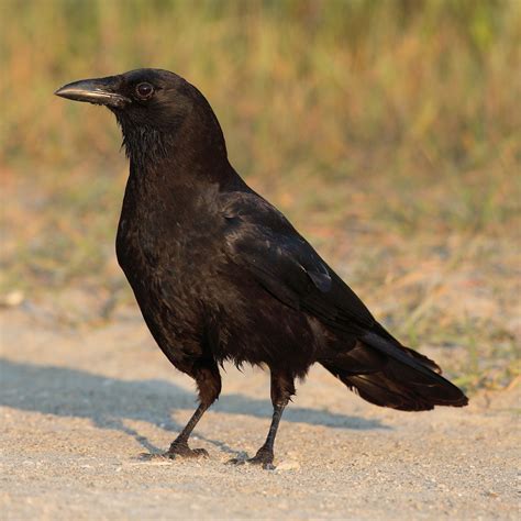 Corvus - Wikipedia