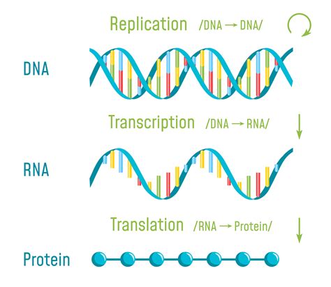 Protein Synthesis Diagram Step By Step