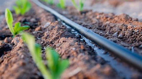 Drip Irrigation: The Pros and Cons | FMS