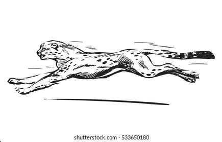 Running Cheetah Hand Drawn Illustration Sketch Stock Illustration ...