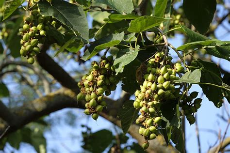 HD wallpaper: tree, almond, almond tree, fruit, tree fruit, nut, leaves ...