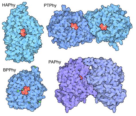 PDB-101: Molecule of the Month: Phytase