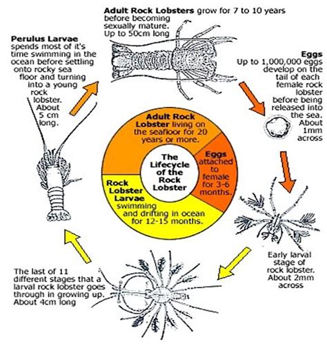 Crayfish Life Cycle