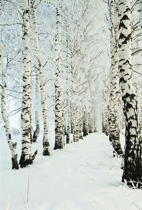 Winter Birch, imagine growing a birch tree! | Winter scenery, Winter ...