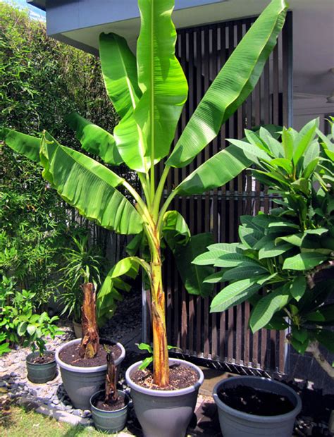 Growing banana tree in containers | How to grow Banana plant | Musa ...