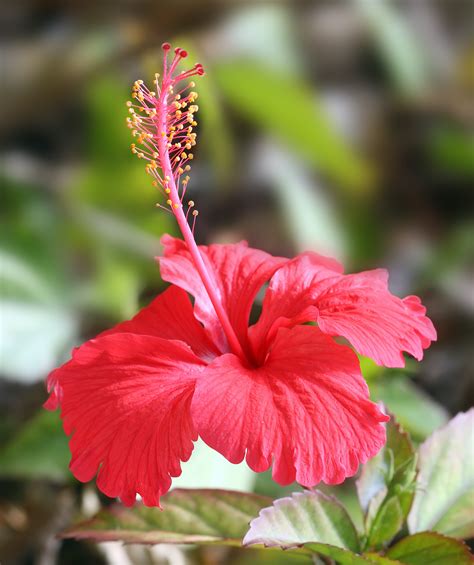 Edible Hibiscus Plants Bearing Beautiful Flowers, Tasty, 42% OFF