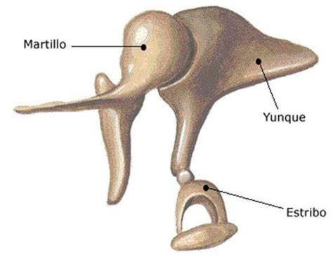 Definición del martillo o yunque del oído