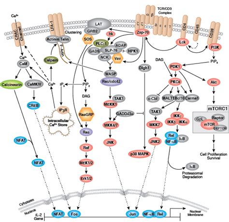 Inflammation Pathway | Cell Signaling Technology