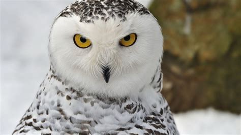 Snowy Owl Wallpapers - Wallpaper Cave