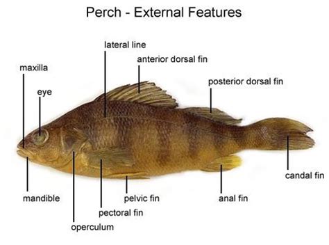 Animal Bio Lab 9: Phylum Chordata - Subphylum Vertebrata - Fishes ...