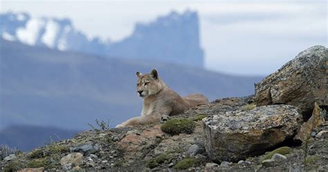 Convención emprender Sicilia el puma animal habitat impermeable ...