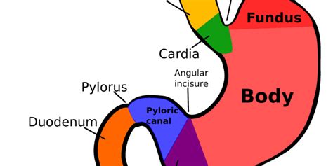 The Gastric Fundus and Lap Band Removal - Houston Weight Loss Surgery ...