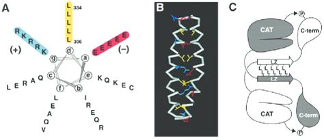 Dimerization occurs through an unusual leucine zipper motif. A, helical ...