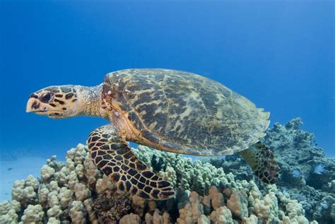 Hawksbill Sea Turtle Facts