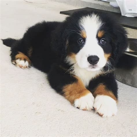 Bernese Mountain Dog Puppies