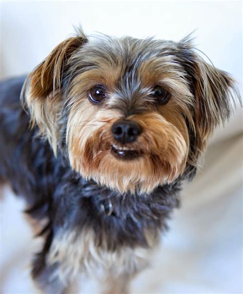 Shelter Dogs of Portland: "SCOOBY" cute Yorkie mix