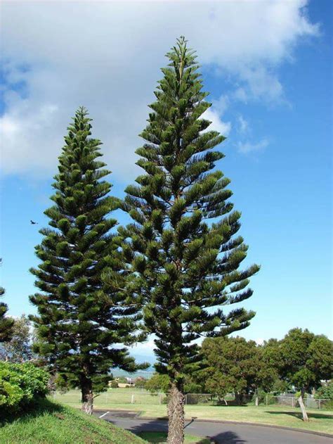 Araucaria Columnaris Bananalicious.pl