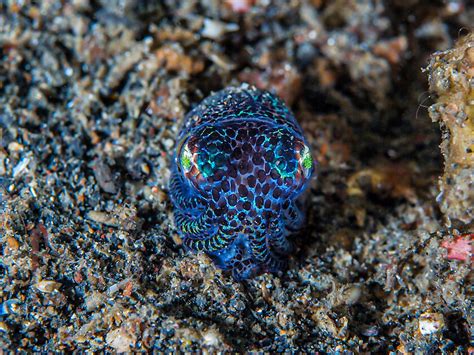 Bobtail Squid - Photo taken in Indonesia – Jack’s January Underwater ...